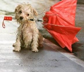 Are your tornado shelters pet friendly? What should I add to my emergency kit if I have pets?