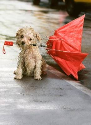 Are your tornado shelters pet friendly? What should I add to my emergency kit if I have pets?